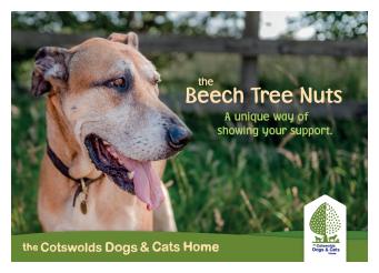 Beech Tree Nuts P1 Medium